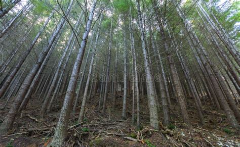 Pine Forest In Queenstown New Zealand Stock Photo Image Of Scene