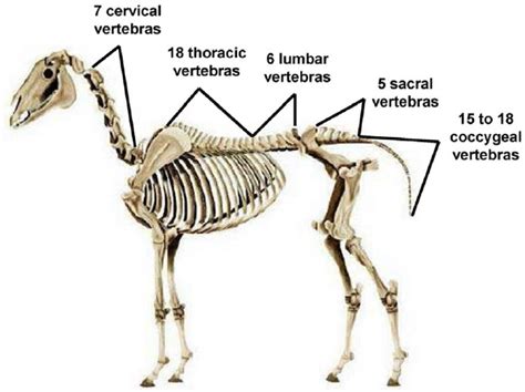 The Five Vertebral Areas Cervical Thoracic Lumbar Sacral And