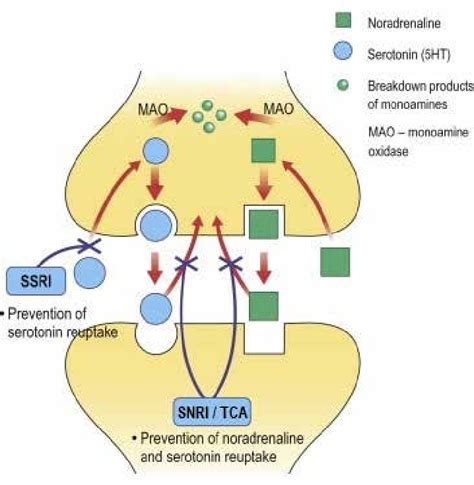 Mechanism Of Action Of The Snris Tcas And Ssris Adapted From Stevens