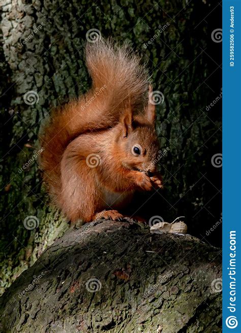 Red Squirrel Sciurus Vulgaris Eating Peanuts Isle Of Wight