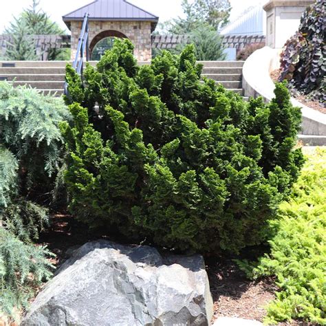 Dwarf Hinoki Cypress Shrub Fast Growing Trees Shrubs Plants