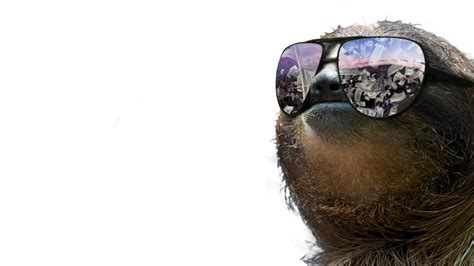 Free Download Sloth Wallpapers Pixelstalknet