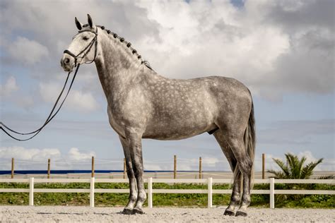 Lusitano Horses For Sale Portugal | Lusitano Horse Finder