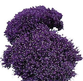 They are known for their blooms, which only produce four petals, and are part of the rubiaceae flower. Trachelium Purple Premium Flower | Types of purple flowers ...
