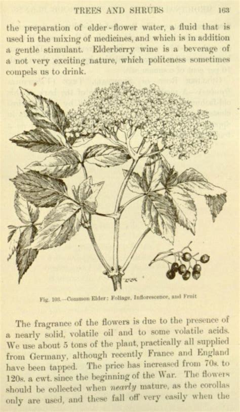 An Illustrated Guide To Medicinal Herbs And Poisonous Plants Etsy