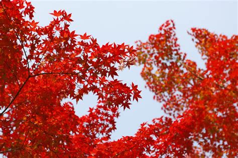 Free Images Nature Branch Sunlight Fall Foliage Red Season