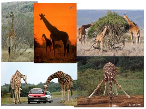 Adaptation Of Giraffe