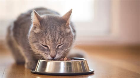 Cat Feeding Guide Cat And Kitten Food Advice Vets4pets