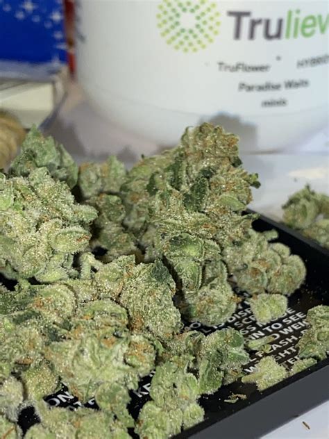 Trulieve Paradise Waits Hybrid Flower Review - Good Quality and Smell