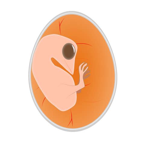 40 Free The Embryo And Embryo Images Pixabay