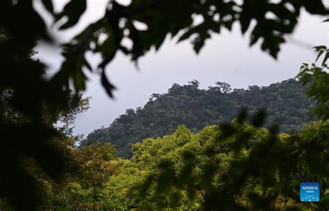 Der Wuzhi Berg Im Hainan Nationalpark Für Tropischen Regenwaldcn
