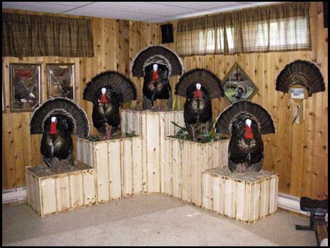Lets See Your Full Body Turkey Mounts