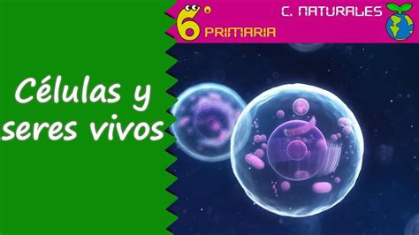 Células Y Seres Vivos Naturales 6º Primaria Youtube