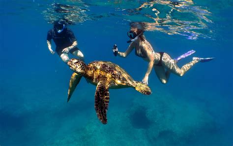 Swim With Sea Turtles Oahu Sagetillou