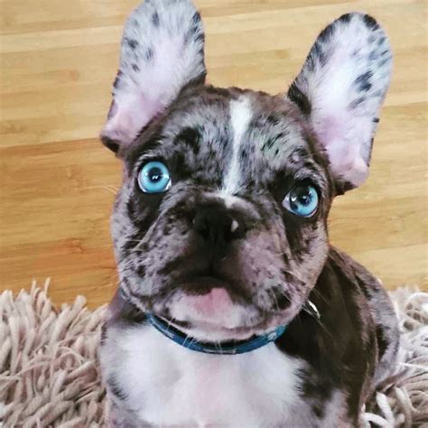 Lilac lyle was the first lilac to be born from both chocolate parents. Pin by lia pissanos on Frenchie Devotion Brand | Frenchie ...