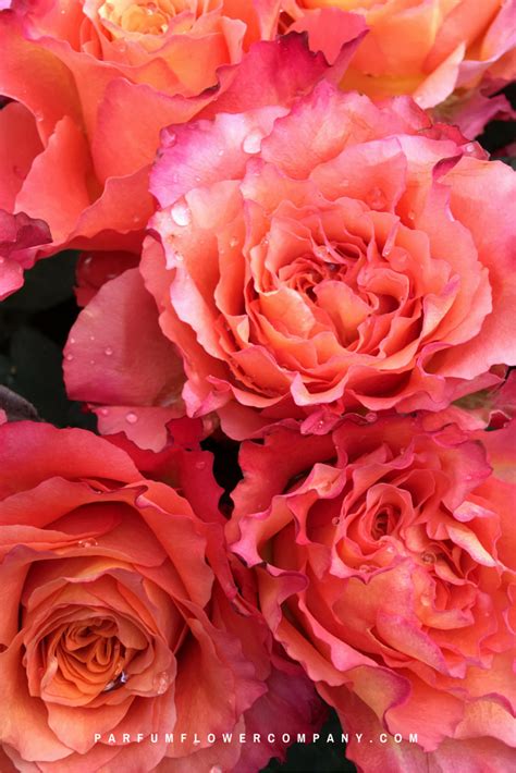Maybe you would like to learn more about one of these? Premium Scented Garden Rose Free Spirit