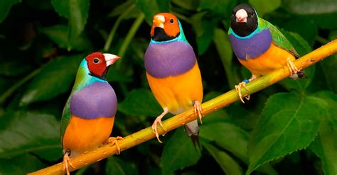 Las 10 Aves Exóticas Más Hermosas Del Mundo