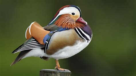 Learn About The Mysterious Mandarin Duck In New Yorks Central Park Cgtn