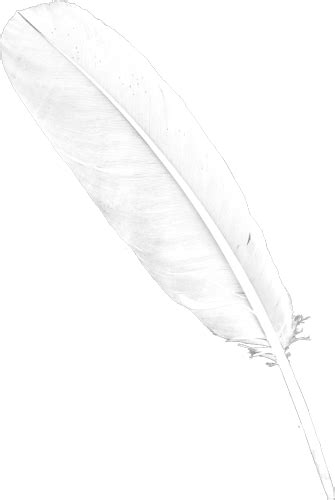 Feather Png Transparent Image Download Size 335x500px
