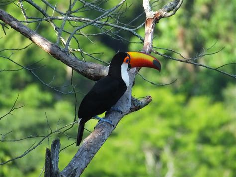 Toco Toucan Iguaçu Falls Brazil Side At The Viewpoint Ove Flickr