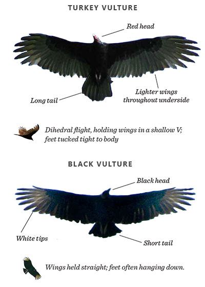 9 Things To Know About The Black Vulture Hudson Valley One