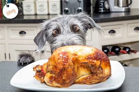 Mi Perro Siempre Tiene Hambre Nutricionista De Perros