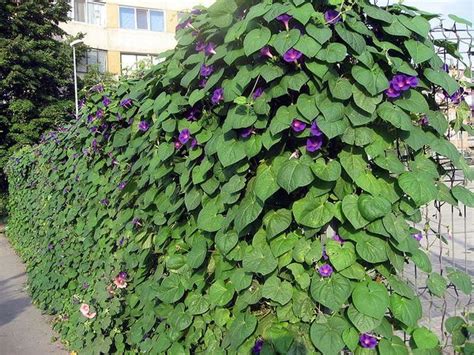 The flat slab surface of most privacy fences doesn't offer enough spaces for the morning glory tendrils to take hold; fence full of morning glory | Privacy landscaping backyard ...