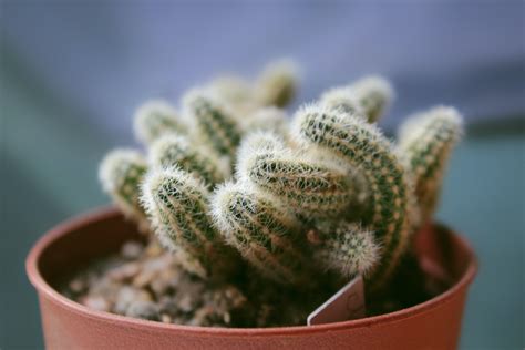 Green Cactus Plant · Free Stock Photo