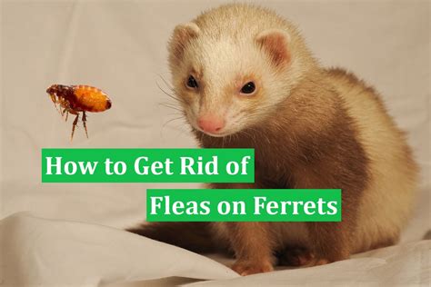 How To Get Rid Of Fleas On Ferrets Your Ferrets Best Flea Removal Centre