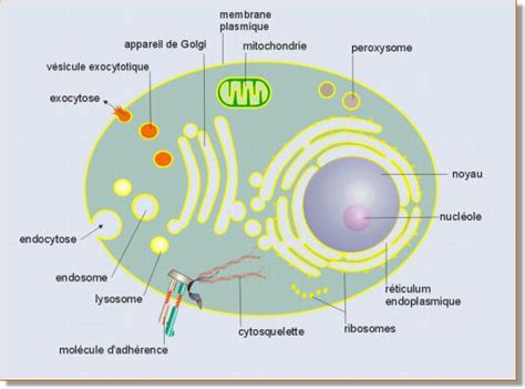 Introduction A La Biologie Cellulaire Cours De Biologie Sur Ebiologiefr