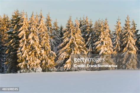 Norway Spruce Picea Abies Covered With Snow In The Evening Light