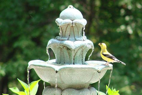 Discover Bird Bath Fountains And Why You Need One