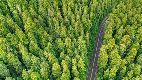 Forest Road Aerial View Trees Pines 4k Hd Wallpaper