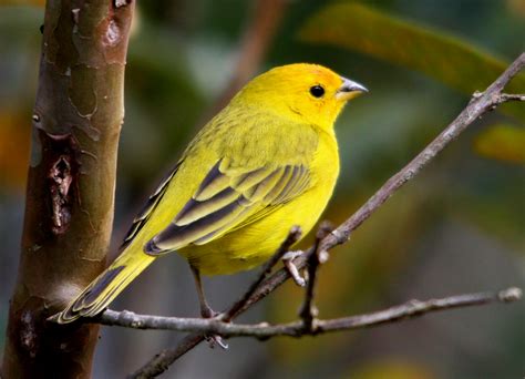 Fondos De Pantalla Pájaro Busca El Mejor Fauna Silvestre Passaro Aves Inspirar