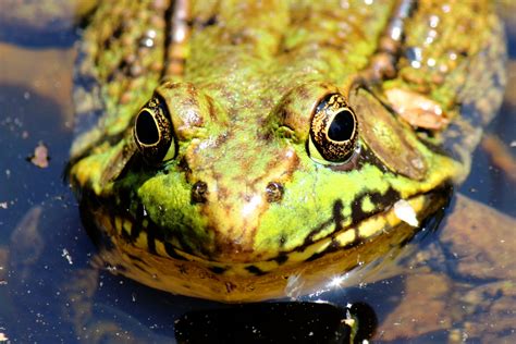 Frog Face Free Stock Photo Public Domain Pictures