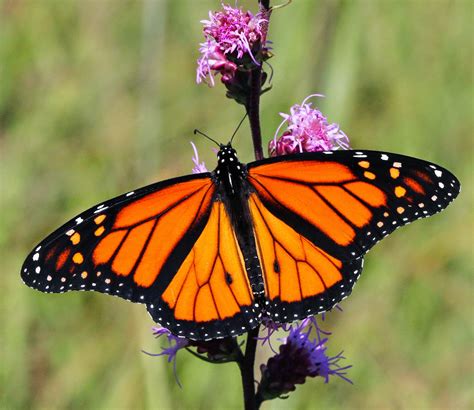 All Of Nature Monarch Butterflies Start Migration