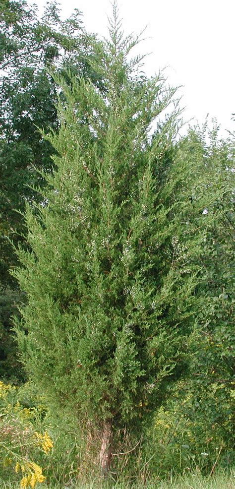 Eastern Red Cedar Juniperus Virginiana 05 Flowering Trees Bushes
