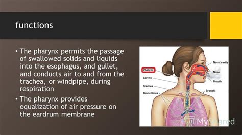 Презентация на тему The Pharynx Safronova Vera 143 The Pharynx Is