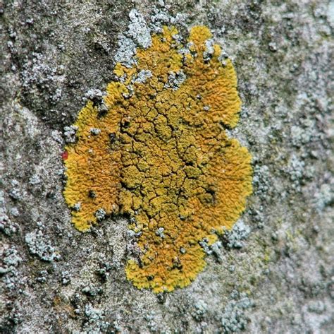 Crustose Lichens Caloplaca Sp On A © Evelyn Simak Geograph