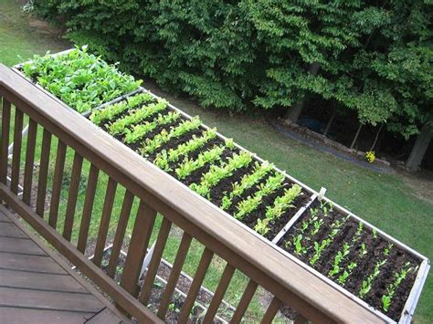 Lettuce Garden On Your Balcony Vertical Vegetable Garden Vegetable