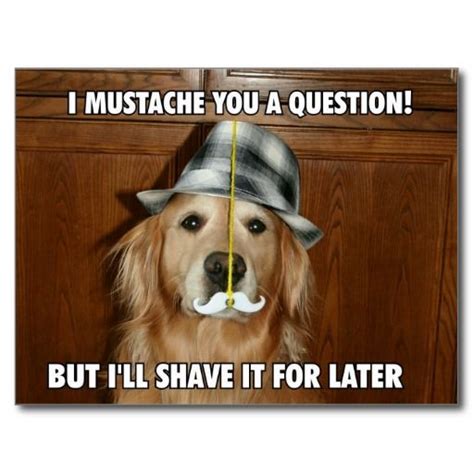 Funny Golden Retriever Mustache You A Question Post Card By