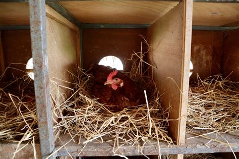 How Many Nesting Boxes Per Chicken A Guide To Nesting Boxes The Hens Loft