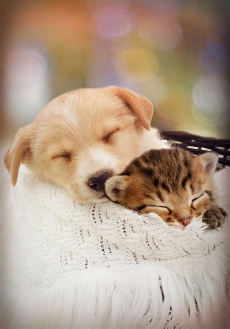 Puppy And Kitten Are Sleeping Puppies Puppy And Kitten Pets