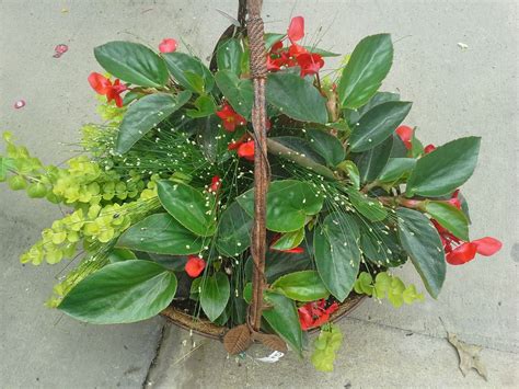 Dragon Wing Begonia Lysimachia And Fiber Optic Grass Flower