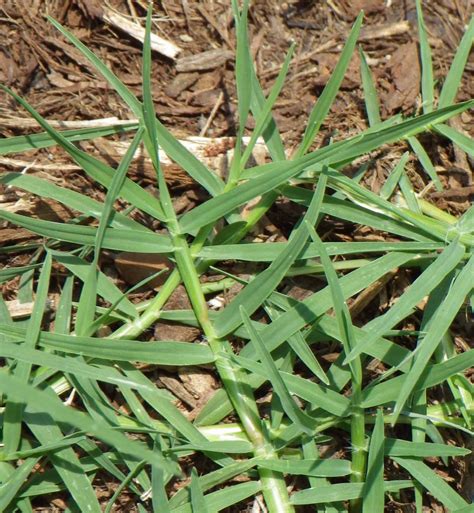 Bermuda Grass Identification