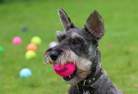 Top 10 Why Do Dogs Like Tennis Balls You Need To Know
