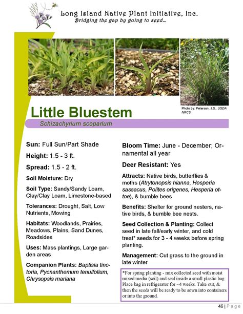 Long Island Native Plant Initiative - Native Plant Fact Sheets - Native Grasses | Native plants 
