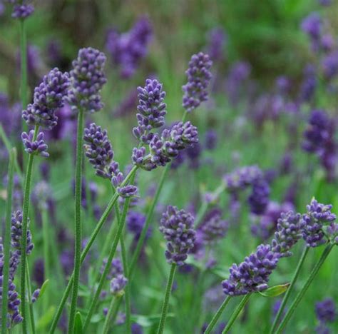 Lavandula X Intermedia Provence Lavender