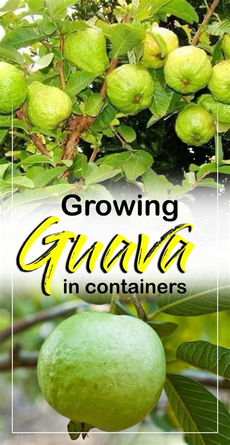 How To Grow Guava Tree In A Container Growing Guava Plant Tropical
