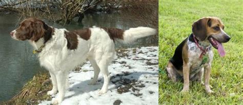 Drentse Patrijshond Vs Bluetick Beagle Breed Comparison